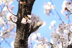 コゲラ君と桜　４