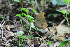 分かり易いかな　クロコノマ