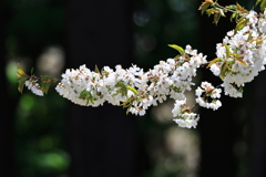 故郷・桜桃の花咲く春