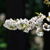 故郷・桜桃の花咲く春