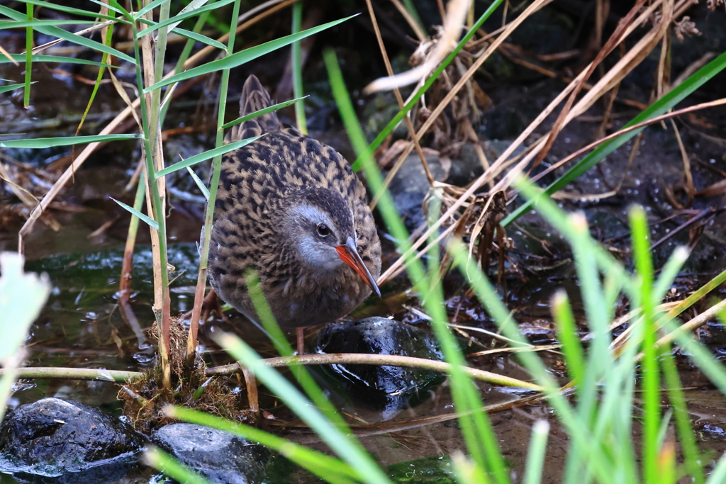 やっと写せたクイナ