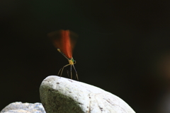 翅の錯覚
