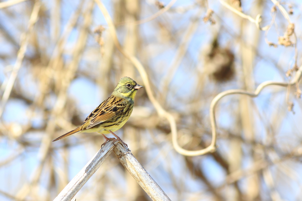 身近な鳥さん　