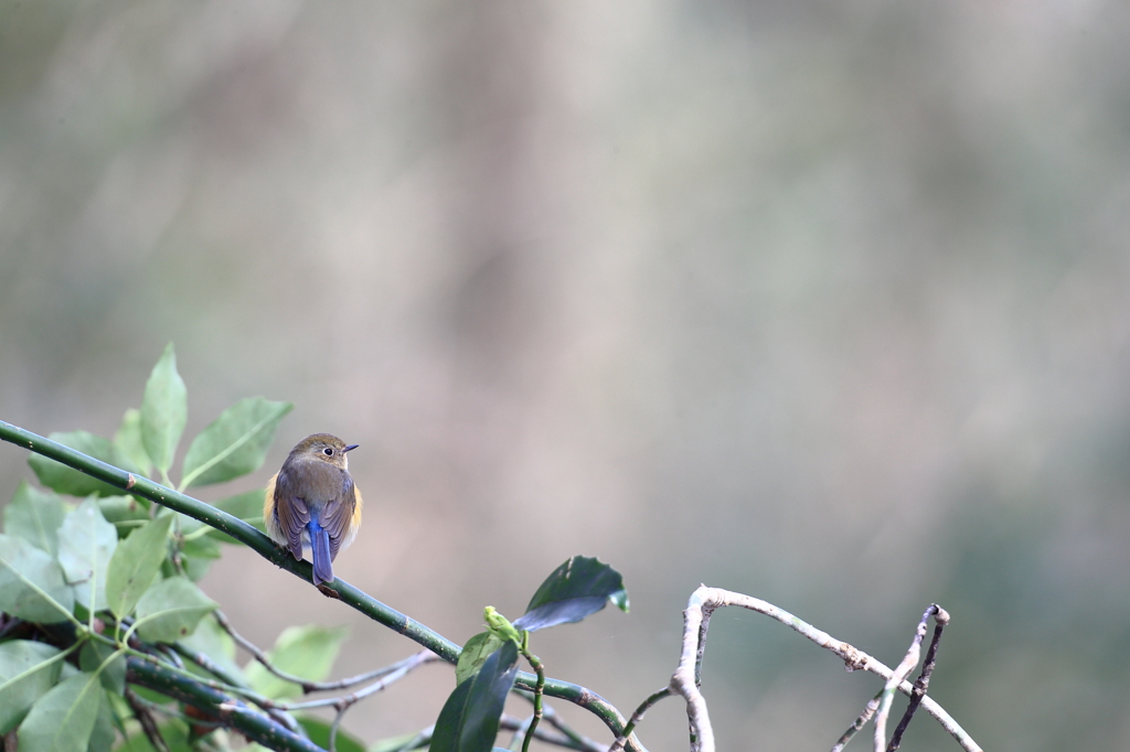 構図のマネをしてみたが