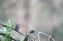 構図のマネをしてみたが