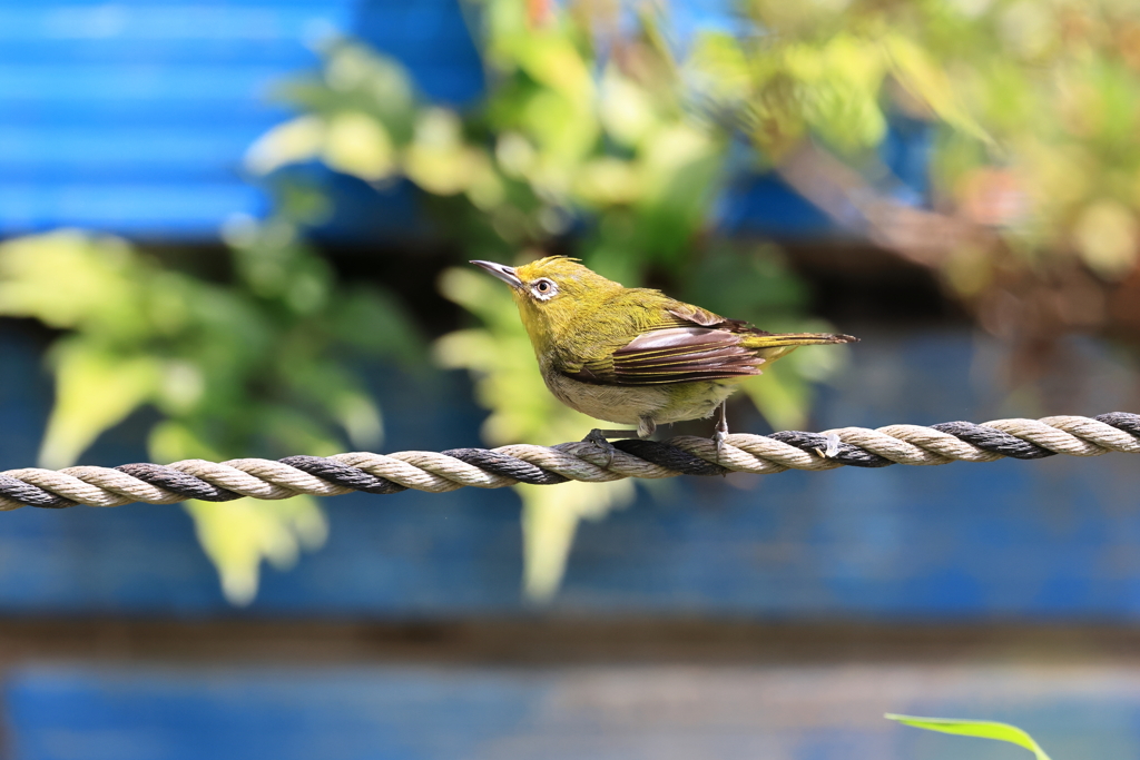 鳥さんも暑さは辛い