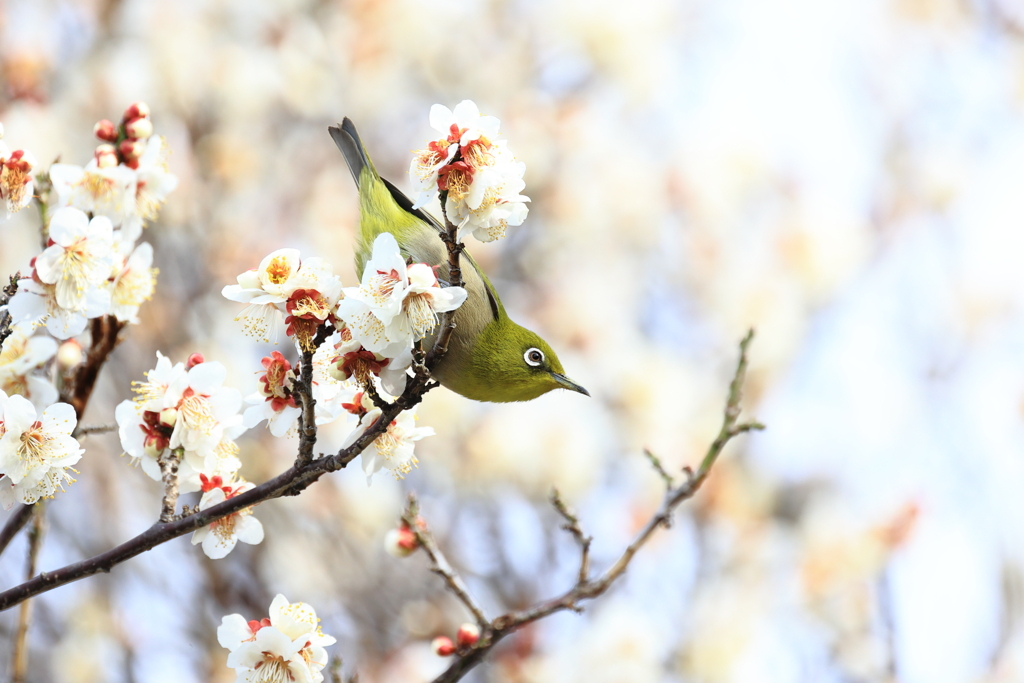 春をみつけて