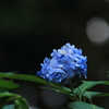 頑張ってます