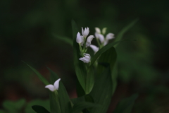 キンラン、ギンラン咲く季節