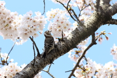 コゲラ君と桜　６