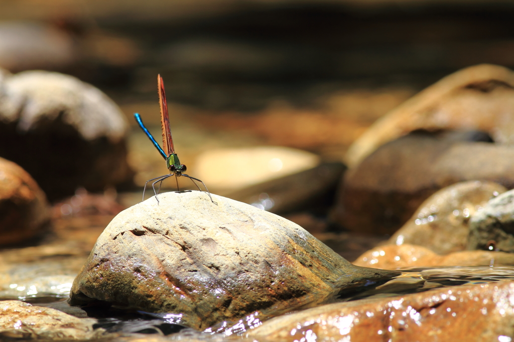 水辺で　其の４