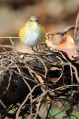 まんまる