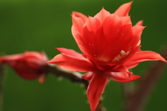 二年ぶりの開花