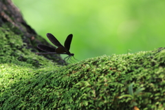 苔生す上で