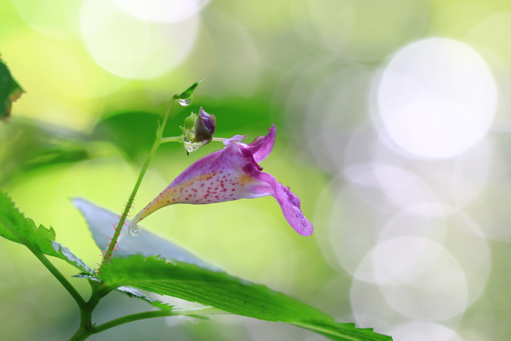 復活にほころぶ