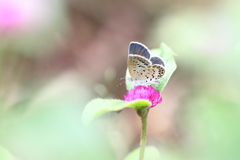 控え目に