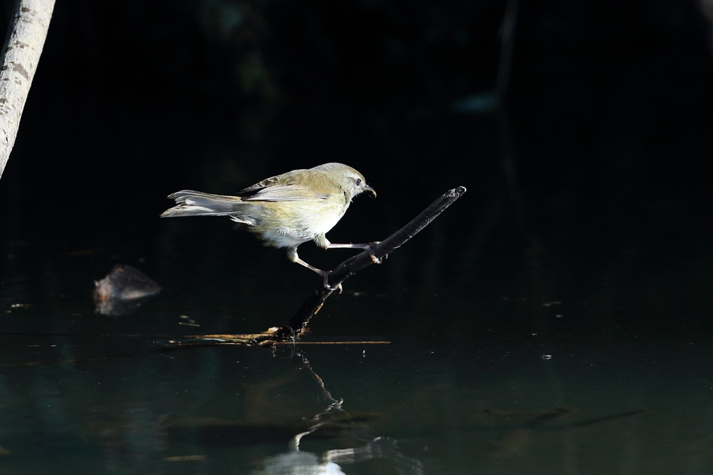 出てきたウグイス2