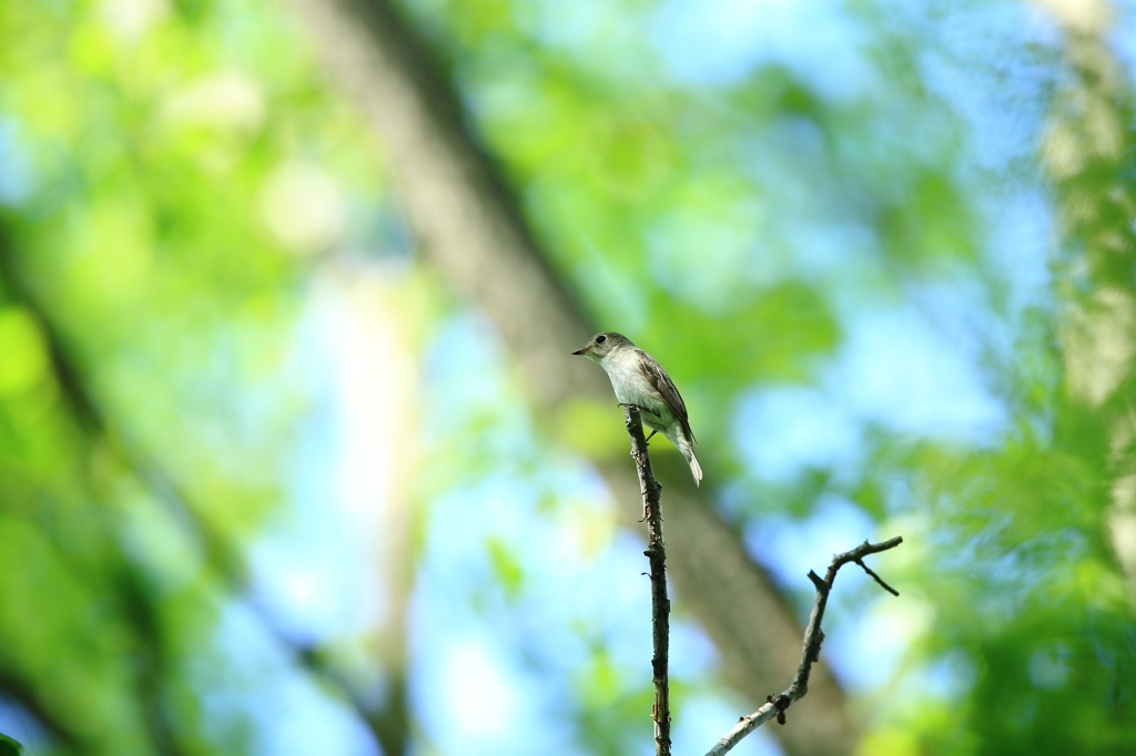 故郷の探鳥から　・　キビタキ♀