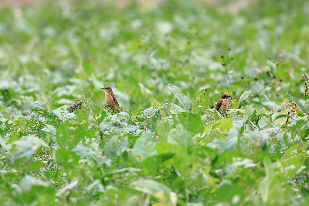 大豆畑の遠くで