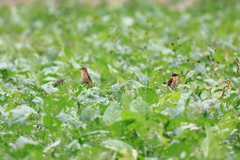 大豆畑の遠くで