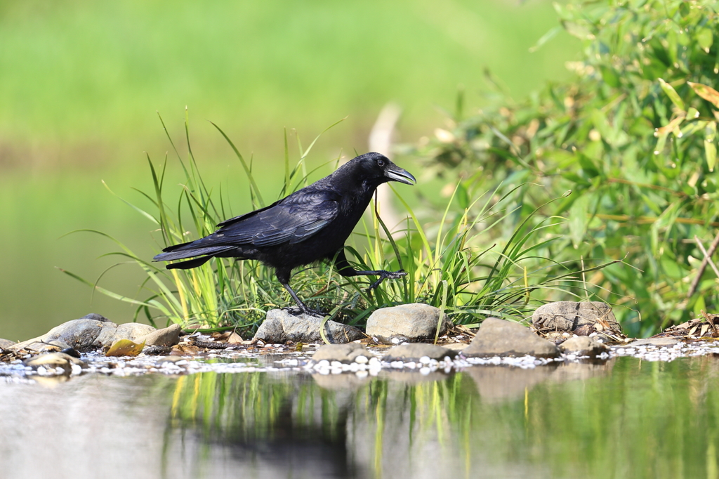 カラスも色々