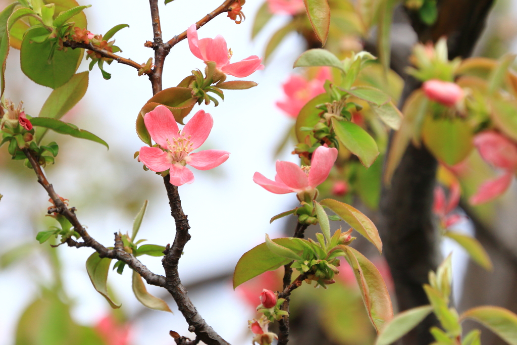 花梨の花