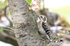 桜と　こげら３