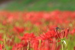 いまが見頃の曼珠沙華　３