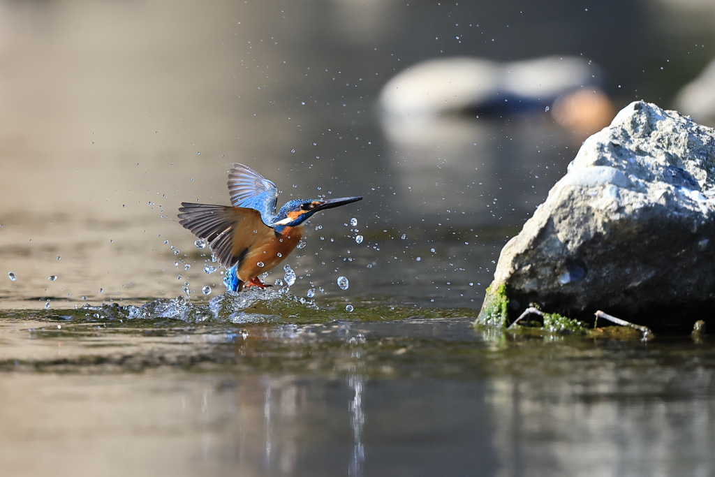 水浴び離水