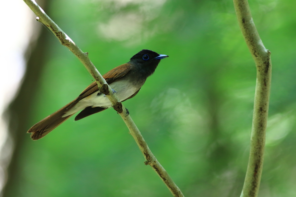 ♀さん接近