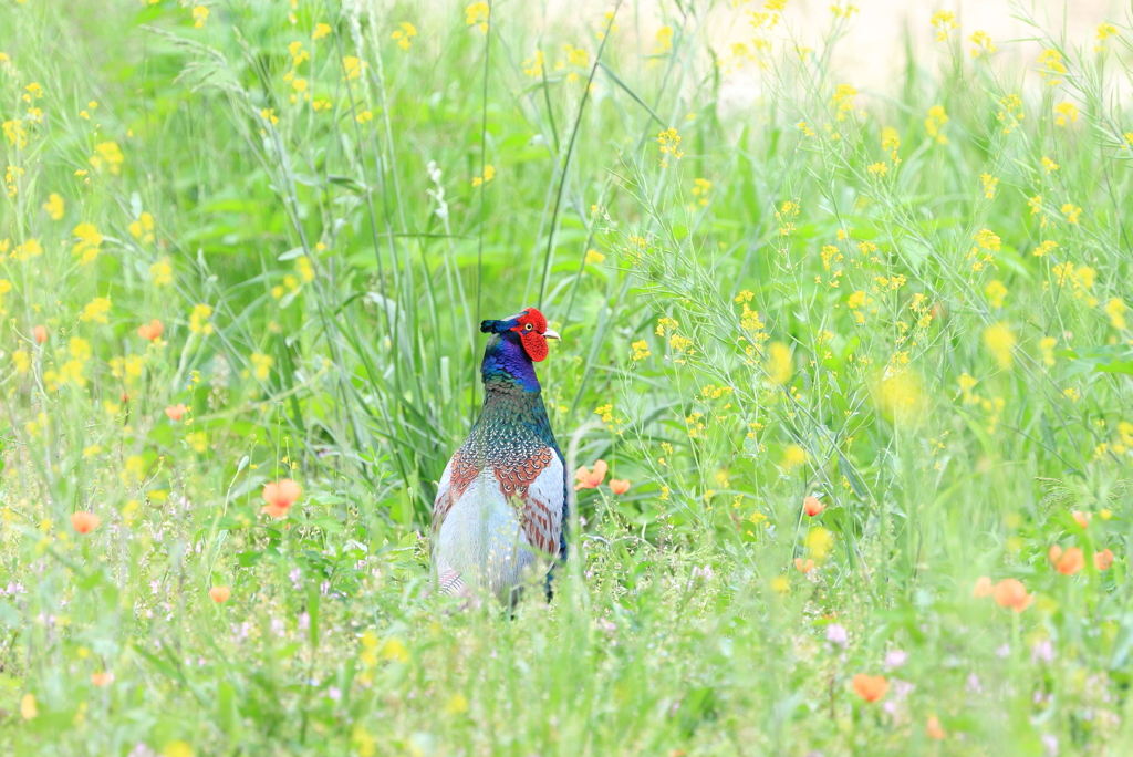 草花の中で