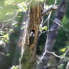 故郷の探鳥から　・　アオゲラ３　