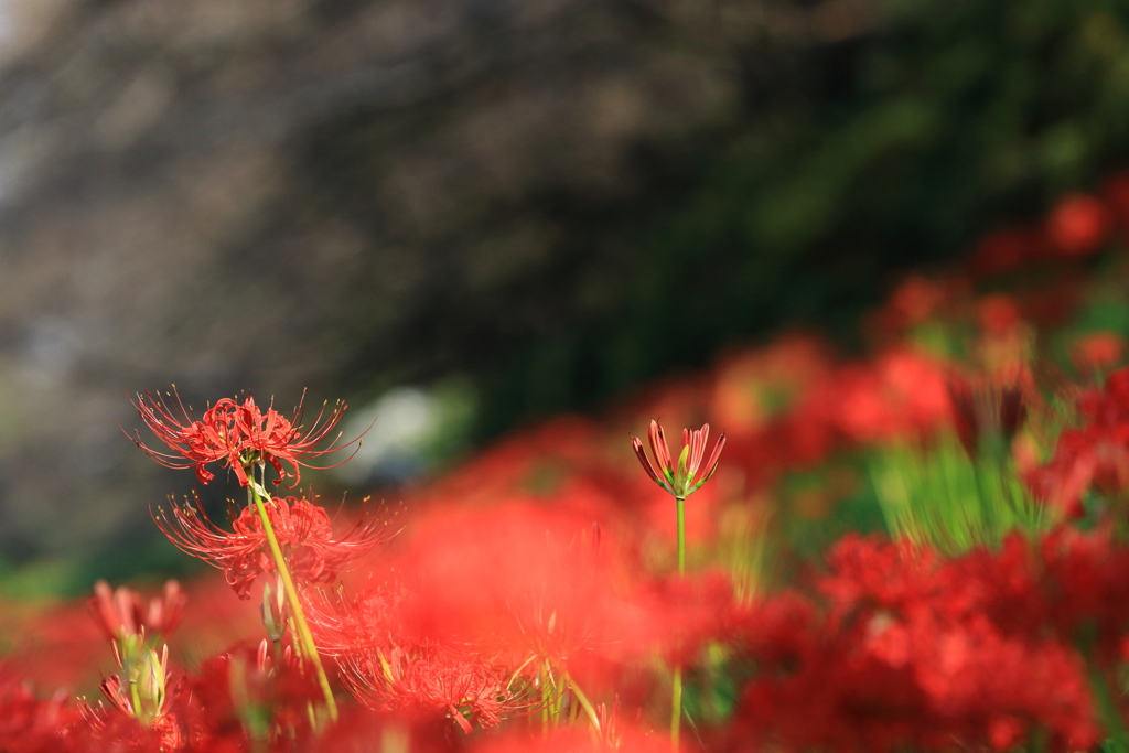 いまが見頃の曼珠沙華