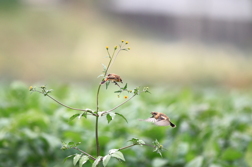 小競り合い