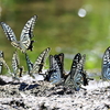水辺に集まるアゲハ
