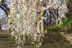 故郷・撮り貯め投稿　　花見