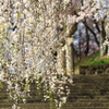 故郷・撮り貯め投稿　　花見
