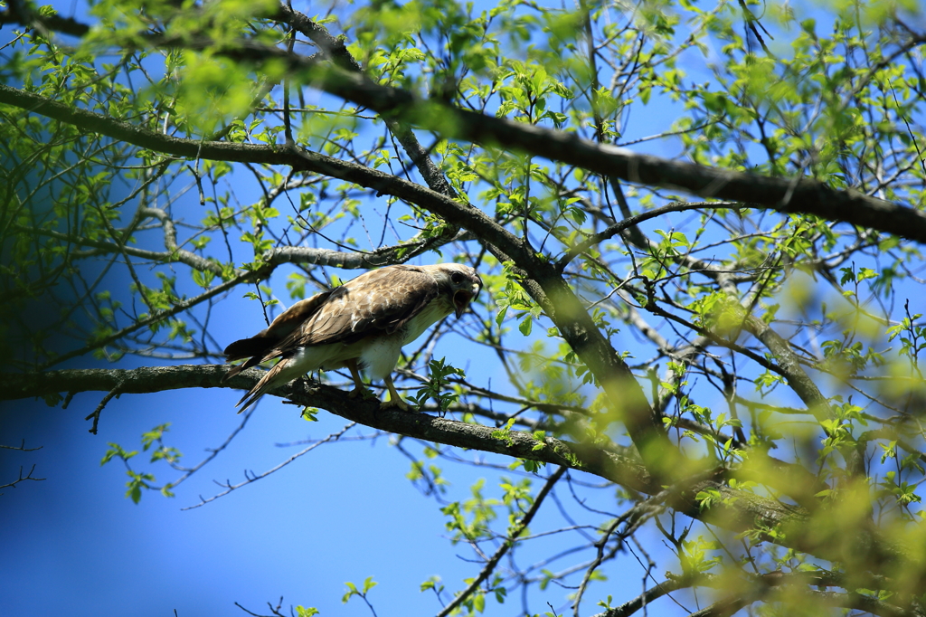 故郷の探鳥から　・　ノスリ