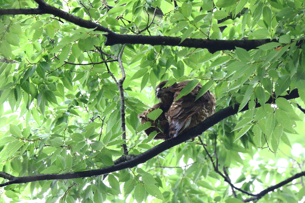 ♀親が出た