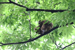 ♀親が出た