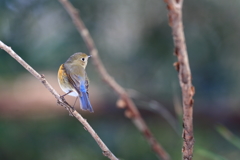 ♀タイプでも♂