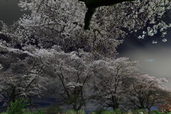 夜桜写し