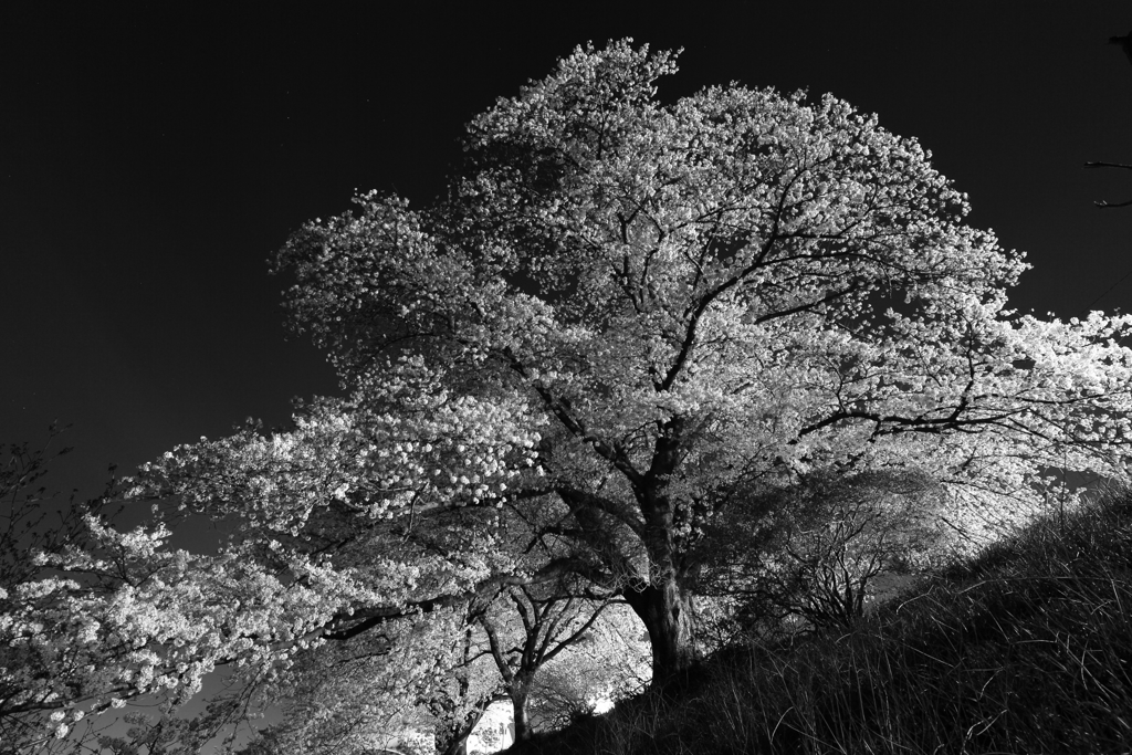 七難隠しの夜桜写し