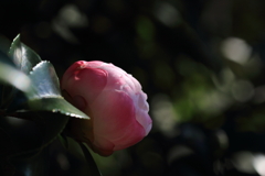 今期は不作な山茶花