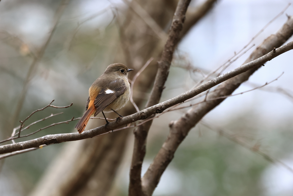 裏山探鳥記　ジョウビタキ