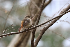 裏山探鳥記　ジョウビタキ