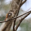 裏山探鳥記　ジョウビタキ