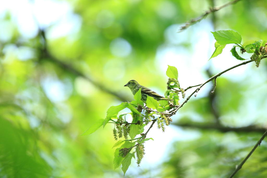 故郷の探鳥から　・　この子はだあれ？