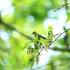 故郷の探鳥から　・　この子はだあれ？