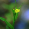 キンラン伺い